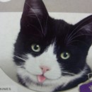 Des chats pour Tirunesh